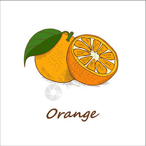 橘子,手绘矢量插图图片