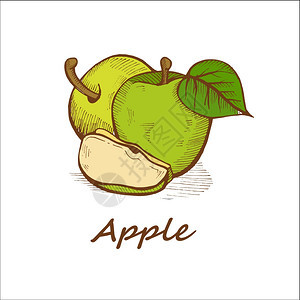 苹果,手绘矢量插图图片
