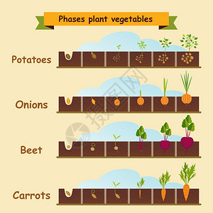 洋葱,胡萝卜,土豆,甜菜,植物的生长周期矢量插图背景图片