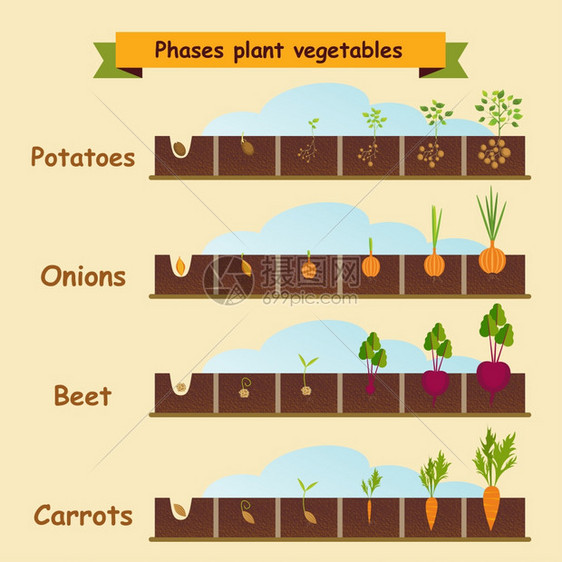 洋葱,胡萝卜,土豆,甜菜,植物的生长周期矢量插图图片