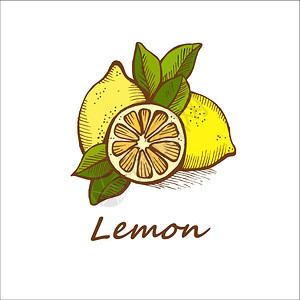 柠檬,手绘矢量插图图片