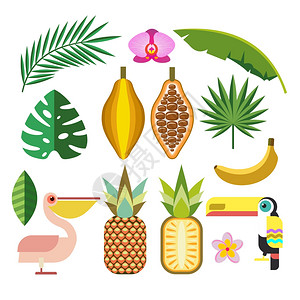 向量元素集热带鸟类植物水果巨嘴鸟,鹈鹕,兰花,菠萝,可可,香蕉,热带树叶图片