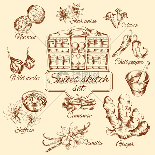 香料素描套装香料草图肉豆蔻香草桂姜分离矢量插图图片
