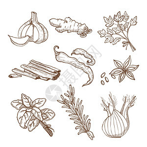 手绘草药香料套装手工绘制的草药叶子根香料复古风格的孤立矢量插图中背景图片