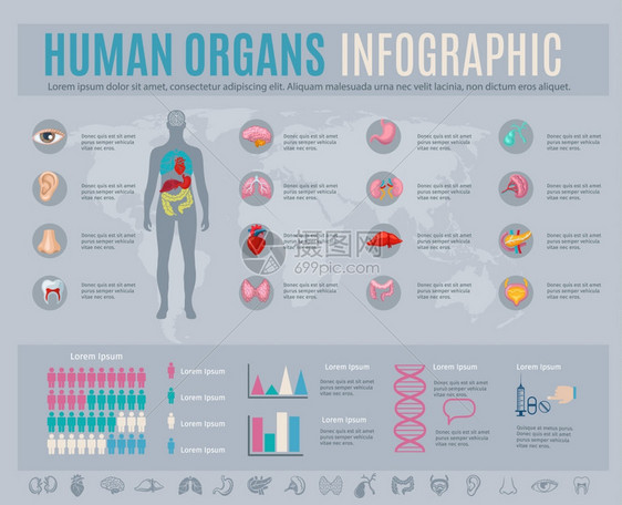 人体器官信息图集,内部身体部位符号图表矢量插图人体器官信息图集图片