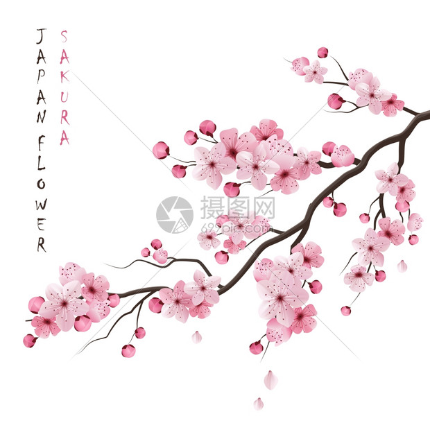 现实的樱花枝现实中村日本樱花枝与盛开的花朵矢量插图图片