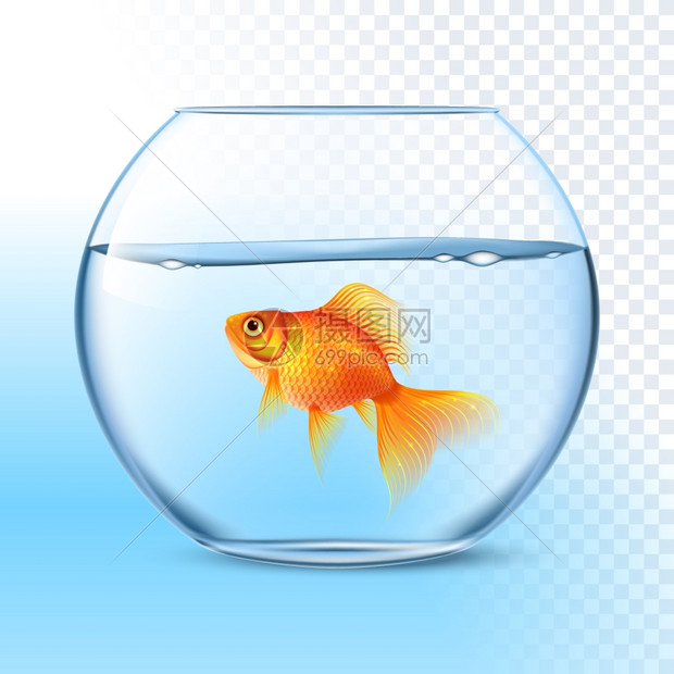 金鱼水碗中的真实形象单条金鱼透明圆形璃碗水族馆真实图像打印矢量插图插画图片下载 正版图片 摄图网