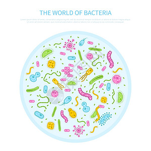 细菌插图同颜色的细菌培养璃平微生物学矢量插图图片