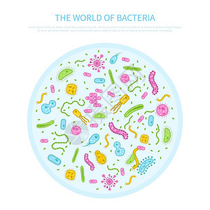 细菌插图同颜色的细菌培养璃平微生物学矢量插图图片