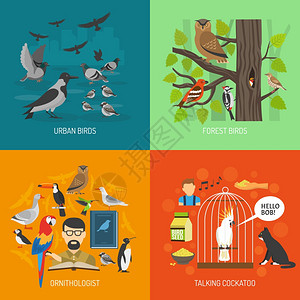 鸟2x2图像鸟类2x2图像呈现城市森林鸟类鸟类学家说话的鹦鹉平矢量插图图片