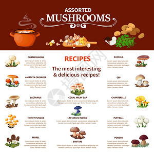 什锦蘑菇信息图什锦蘑菇信息平布局与视觉信息同的食用物种最趣美味的食谱矢量插图背景图片