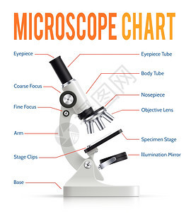 逼真的显微镜零件信息图表现代电子强大的实验室显微镜零件信息图表与现实仪器侧视海报矢量插图图片
