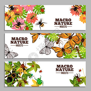 昆虫水平横幅昆虫水平横幅黄蜂,蝴蝶,昆虫,甲虫其他花叶子涂鸦矢量插图图片