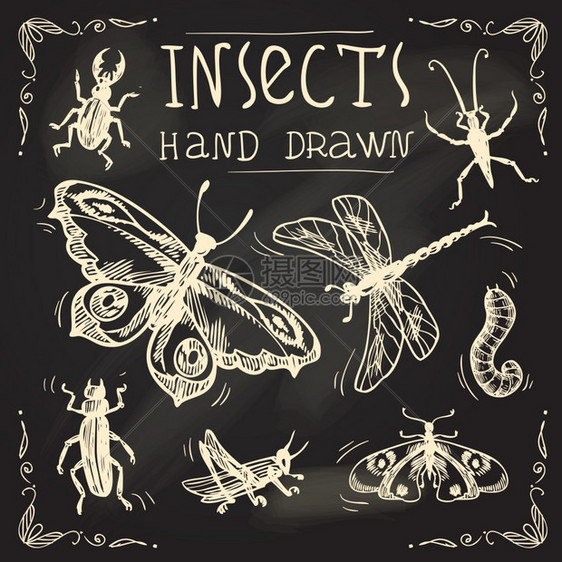 昆虫素描黑板装饰图标与蟑螂孤立矢量插图图片