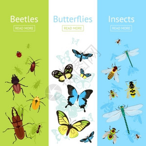 昆虫着色装饰垂直横幅平与甲虫蝴蝶矢量插图背景图片