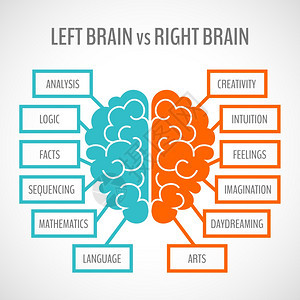 大脑左分析右创造半球信息集矢量插图图片