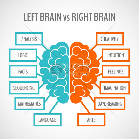 大脑左分析右创造半球信息集矢量插图图片