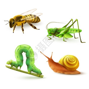 昆虫写实彩色装饰图标与黄蜂蝗虫毛毛虫蜗牛孤立矢量插图图片