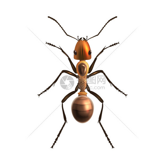 昆虫写实蚂蚁白色背景矢量图上分离图片