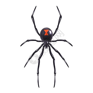 昆虫写实蜘蛛分离白色背景矢量插图高清图片