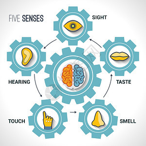 五感与人体器官图标大脑齿轮矢量插图图片