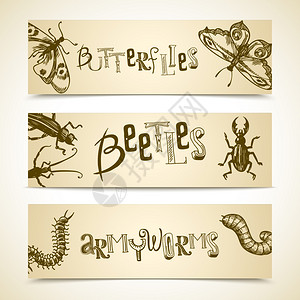 昆虫素描水平横幅蝴蝶甲虫虫矢量插图图片