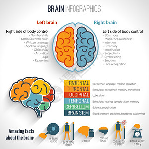 大脑结构左分析右创造半球信息集矢量插图图片