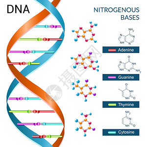 DNA碱基化学生物化学生物技术科学符号海报矢量插图图片