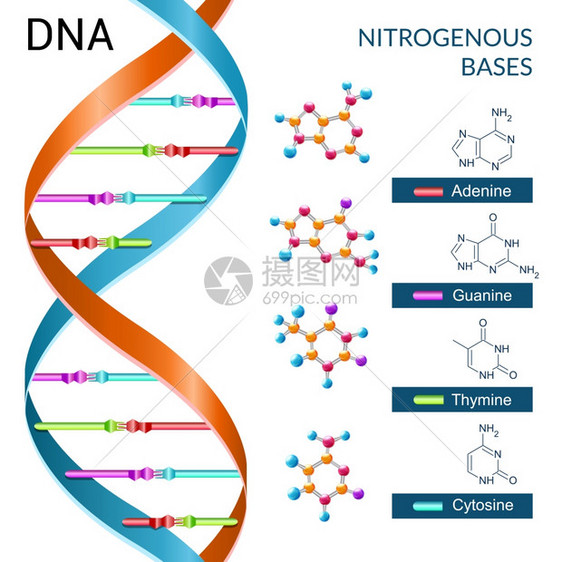 DNA碱基化学生物化学生物技术科学符号海报矢量插图图片