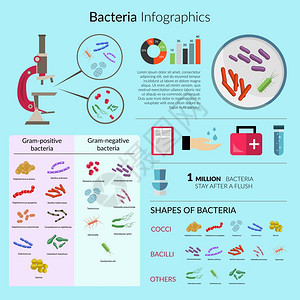 细菌微生物信息图集与显微镜医学图表矢量插图图片