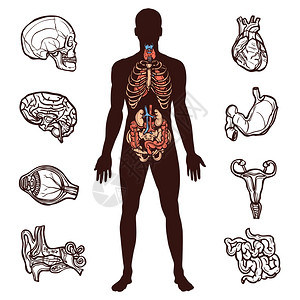 解剖集与素描内脏人体孤立矢量插图图片