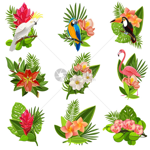异国情调的热带花卉鸟类图标收集与美丽的华丽绿色叶安排抽象矢量插图热带鸟类花卉象形图集图片