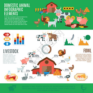 家畜信息集牲畜元素图表矢量插图家畜信息图图片