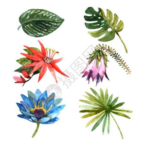 异国情调的热带雨林植物园植物,花叶象形图,收集水彩素描,抽象矢量插图热带植物留下水彩素描图标图片