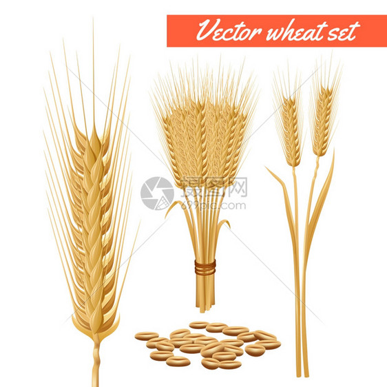 小麦植物头谷物海报成熟小麦植株收获的头部谷物装饰健康效益广告海报背景抽象矢量插图图片