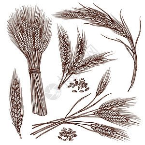 小麦穗谷物作物草图装饰图标孤立矢量插图小麦素描套装背景图片