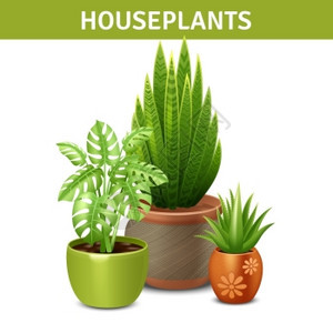 现实的盆栽构图现实的室内植物成与绿色植物盆地矢量插图背景图片