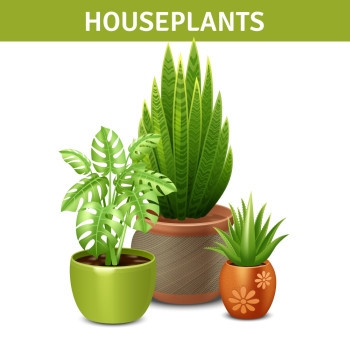 现实的盆栽构图现实的室内植物成与绿色植物盆地矢量插图图片