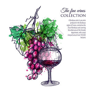 杯红酒与葡萄枝手绘矢量插图红酒配葡萄图片