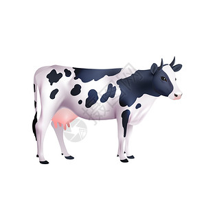 站立的牛国产黑白斑点牛分离白色背景现实矢量插图奶牛写实插图插画