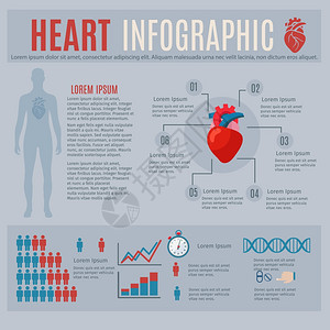 人体心脏信息与身体轮廓图表矢量插图人类心脏信息图图片