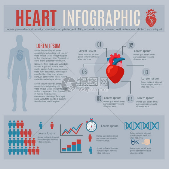人体心脏信息与身体轮廓图表矢量插图人类心脏信息图图片