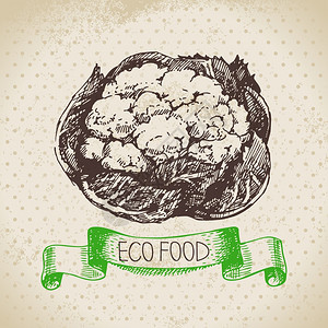 手绘素描花椰菜蔬菜生态食品背景矢量插图图片