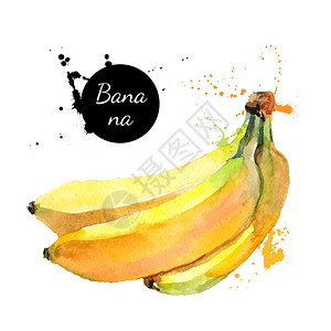 手绘水彩画白色背景上水果香蕉的矢量图背景图片