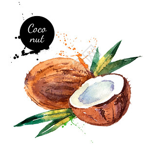 手绘水彩画白色背景上水果椰子的矢量图图片