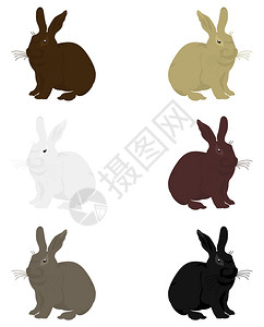 兔子3杂色的家兔矢量插图图片