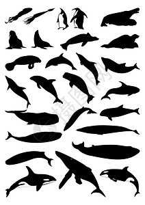 海洋哺乳动物海洋哺乳动物的轮廓矢量插图图片