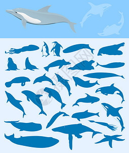 海洋哺乳动物2关于海洋的剪影矢量插图图片
