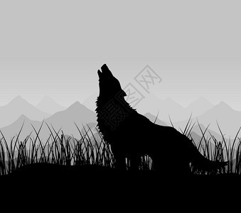 山里的狼狼雾中山上嚎叫矢量插图图片