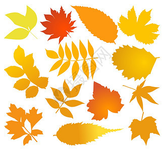 秋天同树木的秋叶矢量插图图片